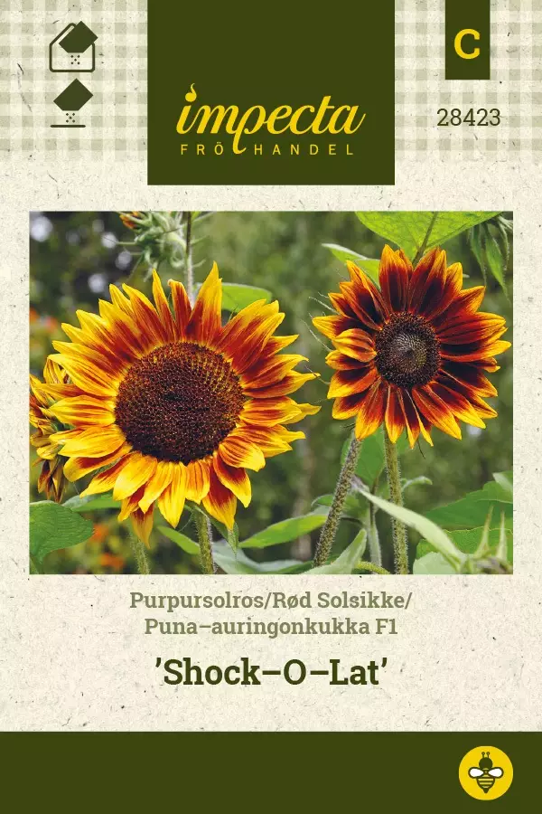 PUNA-AURINGONKUKKA SHOCK-O-LAT - Auringonkukan siemenet - 7332756284230 - 1