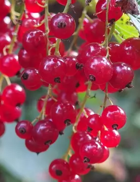 PUNAHERUKKA JONKHER VAN TETS - Herukat - 2011158000000 - 1