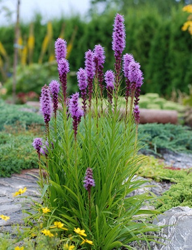 PUNATÄHKÄ - Muut perennat - 2002768300000 - 1