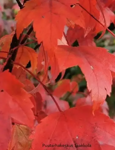 PUNAVAAHTERA - Vaahterat - 2093710000000 - 1