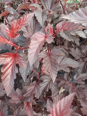 PURPPURAHEISIANGERVO LADY IN RED - Heisiangervot - 2031699000000 - 1