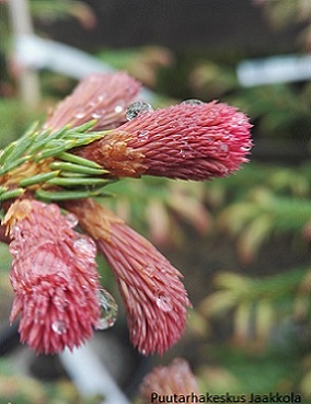 PURPPURAKUUSI - Kuuset - 2053004000000 - 1