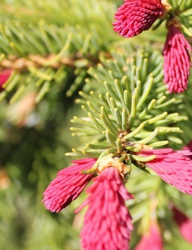 PURPPURASURUKUUSI PUNAPAULA - Kuuset - 2011082600000 - 1