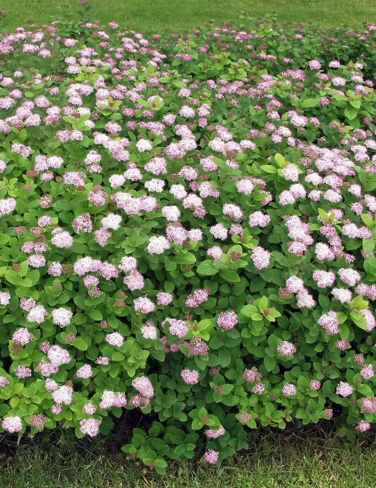 RINNEANGERVO - Angervot - 2000173100000 - 1