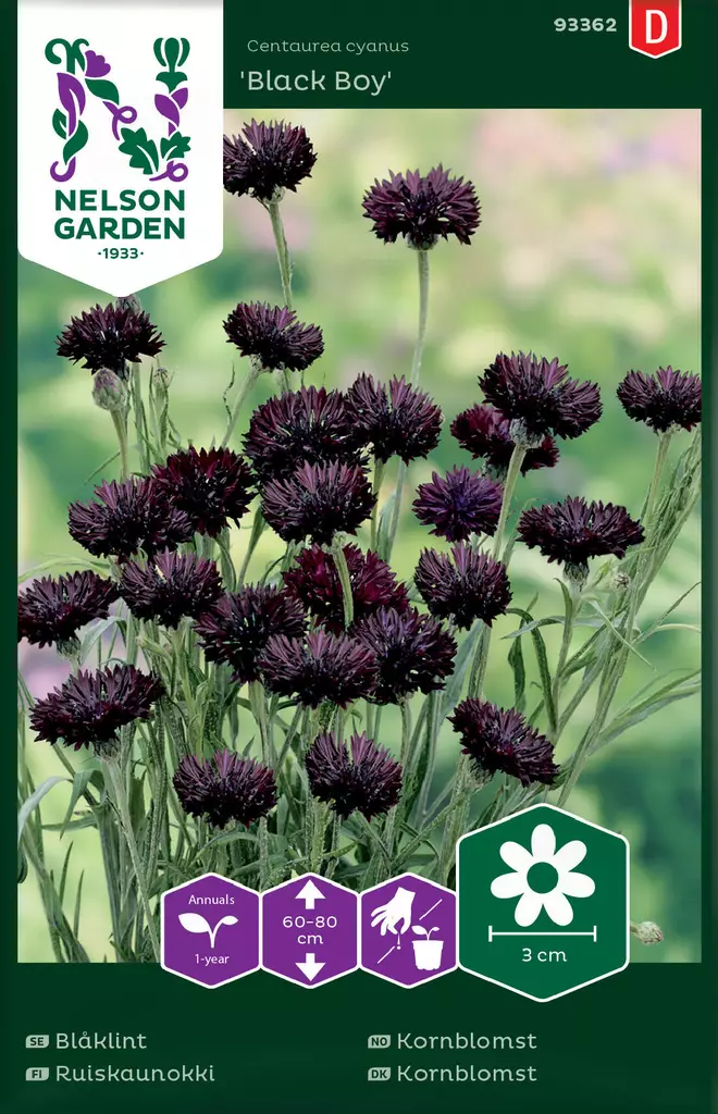 RUISKAUNOKKI BLACK BOY - Muut kesäkukkien siemenet - 7312600933620 - 2