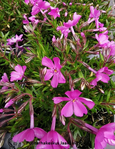 SAMMALLEIMU MAC DANIEL´S CUSHION - Leimut - 2034795800000 - 1