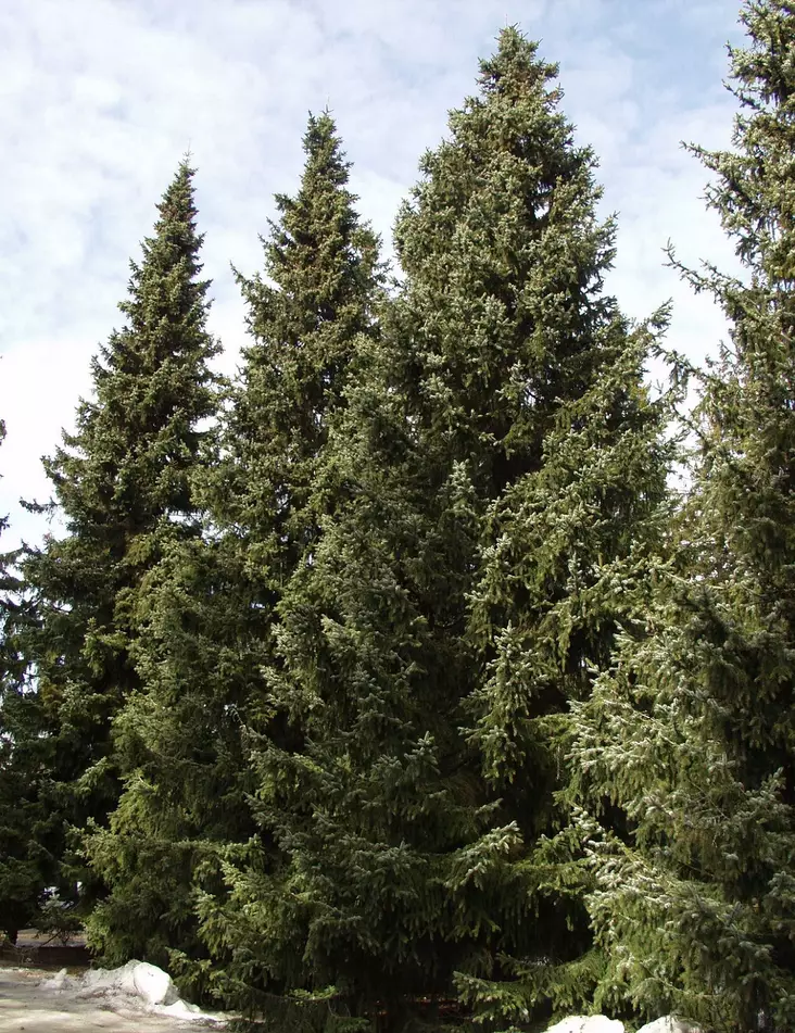 SERBIANKUUSI - Kuuset - 10303100 - 1