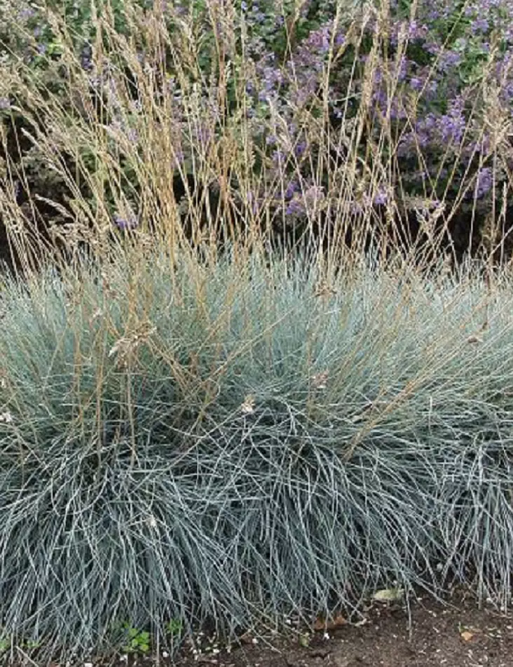 SININATA ELIJAH BLUE - Koristeheinät - 2010121300000 - 1