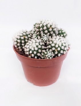 SYYLÄKAKTUS ALBATA - Kaktukset, mehikasvit ja tyräkit - 2000009300000 - 1