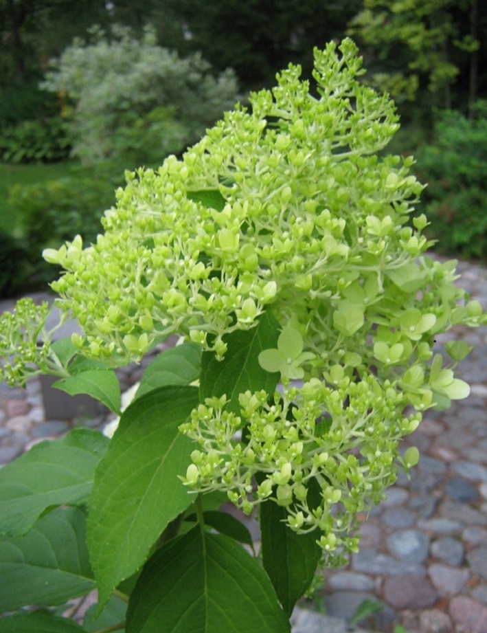 SYYSHORTENSIA LIMELIGHT - Hortensiat - 2000171500000 - 1