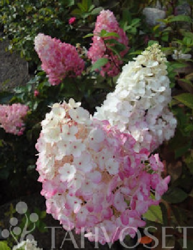 SYYSHORTENSIA SUNDAE FRAISE - Hortensiat - 2000021700000 - 1