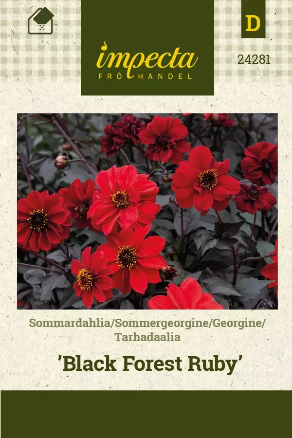 TARHADAALIA BLACK FOREST RUBY - Muut kesäkukkien siemenet - 7332756242810 - 1