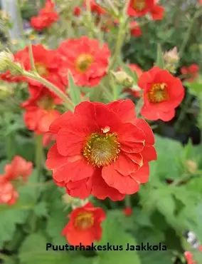 TARHAKELLUKKA FIERY TEMPEST - Muut perennat - 2020305600000 - 1