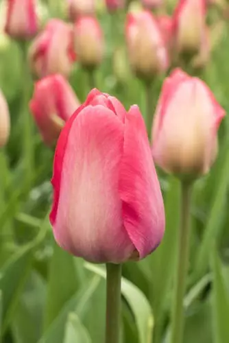 TULPPAANI VAN EIJK 6 KPL/PSS - Tulppaanin sipulit - 8711148313830 - 1