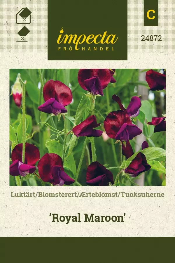 TUOKSUHERNE ROYAL MAROON - Muut kesäkukkien siemenet - 7332756248720 - 1