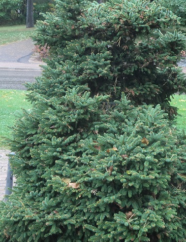 TUULENPESÄKUUSI PUNKALATVA - Kuuset - 2090716100000 - 1