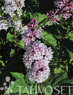 UNKARINSYREENI - Syreenit - 2002016100000 - 1