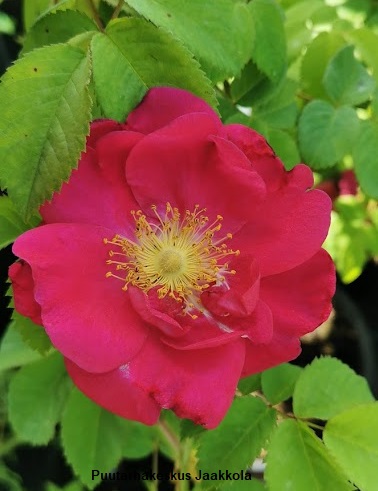 VALAMONRUUSU - Pensasruusut - 2015018700000 - 1