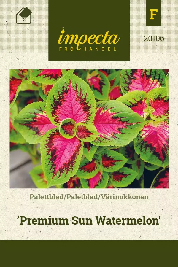 VÄRINOKKONEN PRENIUM SUN WATERMELON - Muut kesäkukkien siemenet - 7332756201060 - 1