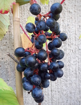 VIINIKÖYNNÖS RONDO - Viiniköynnökset - 2010646100000 - 1