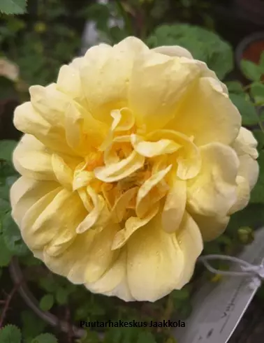 VILJAMINKELTARUUSU - Pensasruusut - 2000172800000 - 1