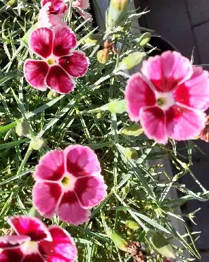 VUORINEILIKKA FLUTTENBURST - Muut perennat - 2026236700000 - 1