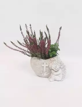 CALLUNA+MURATTI ENKELIRUUKUSSA 21 CM - Kausikasvit - 8713469570701 - 1