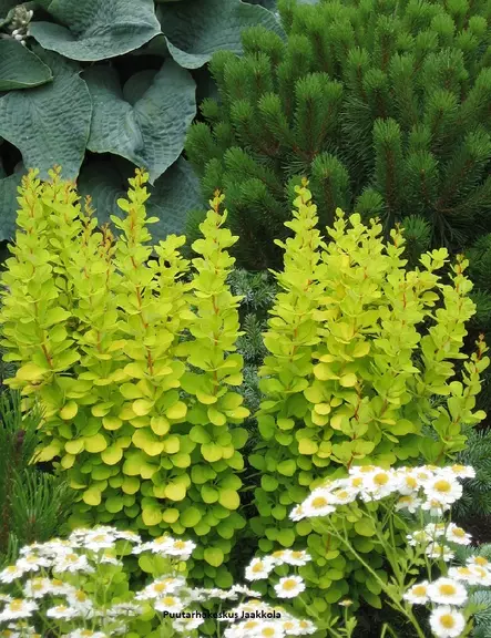 JAPANINHAPPOMARJA MARIA - Happomarjat - 2001708300001 - 1