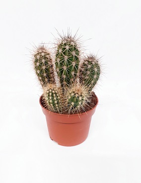 JÄTTIPILARIKAKTUS - Kaktukset, mehikasvit ja tyräkit - 2001313500001 - 1