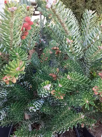 KÄÄPIÖKOREANPIHTA SILBERLOCKE - Pihdat - 2090796600001 - 1