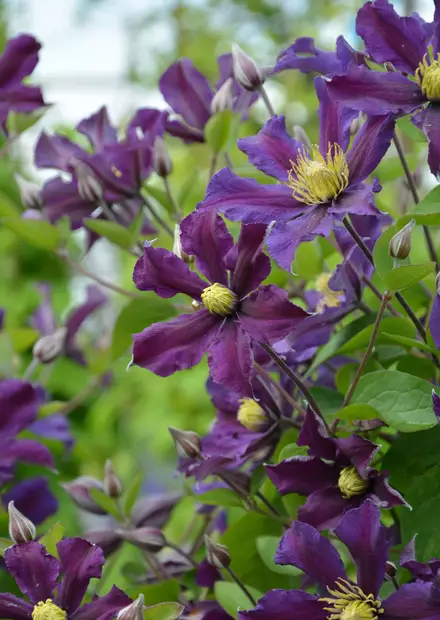 KELLOKÄRHÖ ONCE MORE - Kärhöt - 2057999200001 - 1