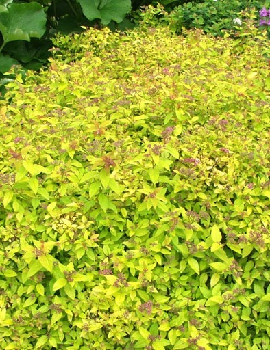 KELTAJAPANINANGERVO GOLDMOUND - Angervot - 2093632400001 - 1