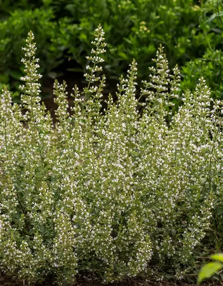 KIVIKKOKÄENMINTTU - Muut perennat - 2040068900001 - 1