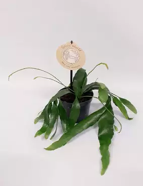 LEHTIKAKTUS RED CORAL - Kaktukset, mehikasvit ja tyräkit - 5708870329751 - 1