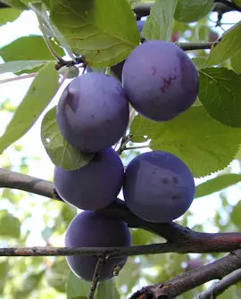 LUUMUPUU VAARIN LUUMU - Luumupuut - 2082049400001 - 1