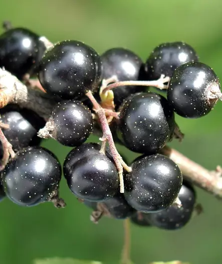 MUSTAHERUKKA BEN TRON - Herukat - 2035385900001 - 1