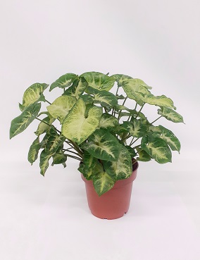 MUULINKULTAKORVA PIXIE - Muulinkorvat - 2000014000001 - 1