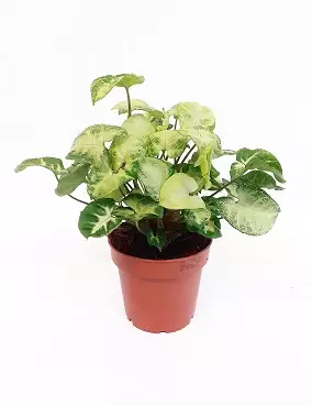 MUULINKULTAKORVA PIXIE - Muulinkorvat - 2000014000001 - 1