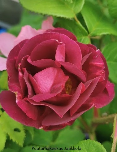 RANSKANRUUSU MERVEILLE - Pensasruusut - 2012020800001 - 2