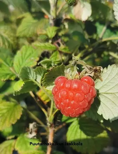 VADELMA STIORA - Vadelmat - 2001417000001 - 1