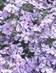 SAMMALLEIMU EMERALD CUSHION BLUE - Leimut - 2034794100002 - 1