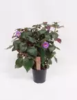 TORPANKUKKA PURPLE SUN - Kukkivat viherkasvit - 2092483700001 - 1