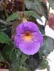 TORPANKUKKA PURPLE SUN - Kukkivat viherkasvit - 2092483700001 - 2