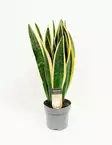 ISOANOPINKIELI BLACK GOLD - Anopinkielet - 8713469672511 - 1