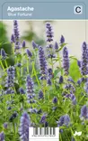ANISIISO BLUE FORTUNE - Muut perennat - 2030174600001 - 1