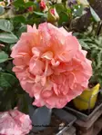 AUGUSTA LUISE RUUSU - Ruusut - 2090403700001 - 1