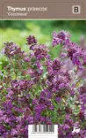 HARMAA-AJURUOHO COCCINEUS - Muut perennat - 5413953022541 - 1