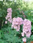 JALORITARINKANNUS ASTOLAT - Muut perennat - 2001076900001 - 1