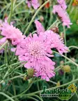 KIVIKKOTÖRMÄKUKKA PINK MIST - Muut perennat - 2094652100001 - 2