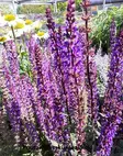 LEHTOSALVIA CARADONNA - Muut perennat - 2095172300001 - 1